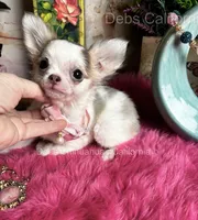 Little Longcoat SOPHIE , a female Chihuahua for sale in Tracy, CA – 8 of 9