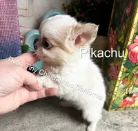 PIKACHU see Video , a male Chihuahua for sale in Tracy, CA – 2 of 8