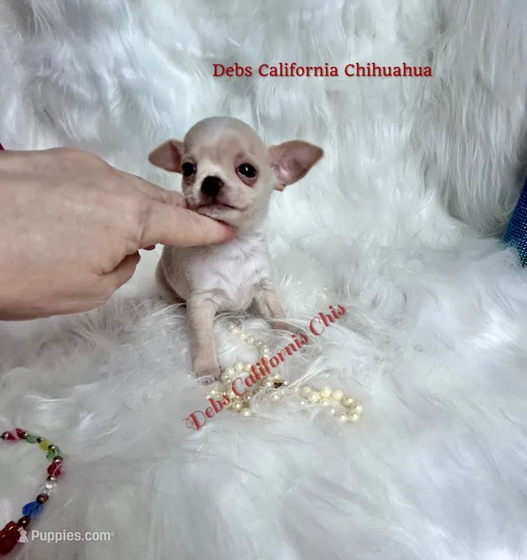 Debs California Chis COWBOY  – Chihuahua puppy for sale in Tracy, CA