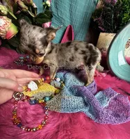 Tiny Cupcake , a female Chihuahua for sale in Tracy, CA – 8 of 8