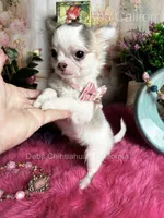 Little Longcoat SOPHIE , a female Chihuahua for sale in Tracy, CA – 5 of 9