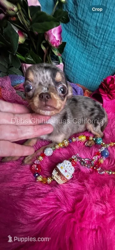 Tiny CUPCAKE See Video – Chihuahua puppy for sale in Tracy, CA