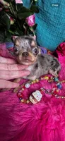 Tiny CUPCAKE See Video, a female Chihuahua for sale in Tracy, CA – 6 of 7