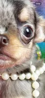 Tiny BAMBI , a female Chihuahua for sale in Tracy, CA – 5 of 5