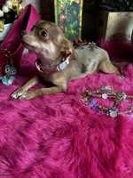 Little COCO , a female Chihuahua for sale in Tracy, CA – 6 of 7