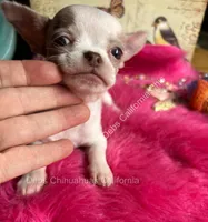 Deb’s STERLING -2 Videos, a male Chihuahua for sale in Tracy, CA – 5 of 10