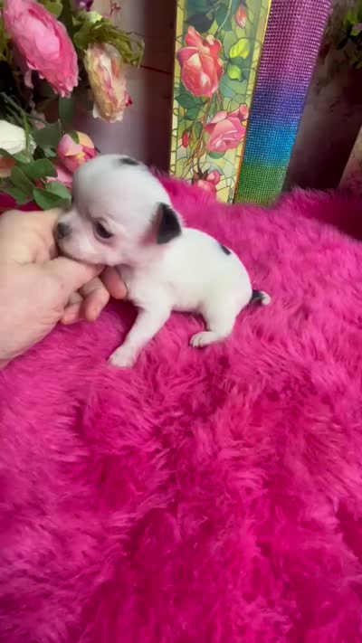 Tiny PANDA See video, a female Chihuahua for sale in Tracy, CA – 4 of 4