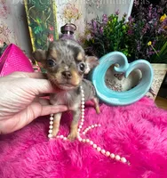 Tiny BAMBI , a female Chihuahua for sale in Tracy, CA – 3 of 5