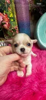 Little BUTTON see video, a male Chihuahua for sale in Tracy, CA – 2 of 5