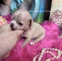 Little PEANUT , a male Chihuahua for sale in Tracy, CA – 4 of 4