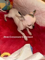 Deb’s Gentleman INKBLOT- 2 VIDEOS, a male Chihuahua for sale in Tracy, CA – 5 of 8