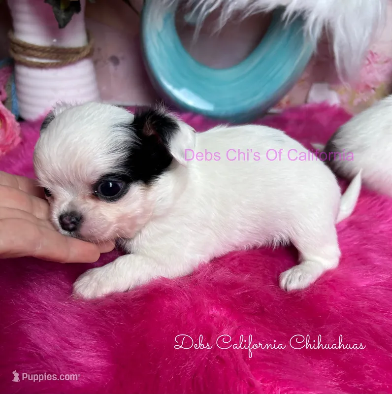 Longcoat Tiny LONDON – Chihuahua puppy for sale in Tracy, CA