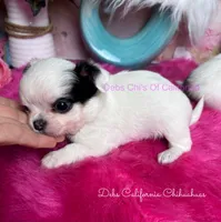 LC Little  LONDON, a female Chihuahua for sale in Tracy, CA – 1 of 4