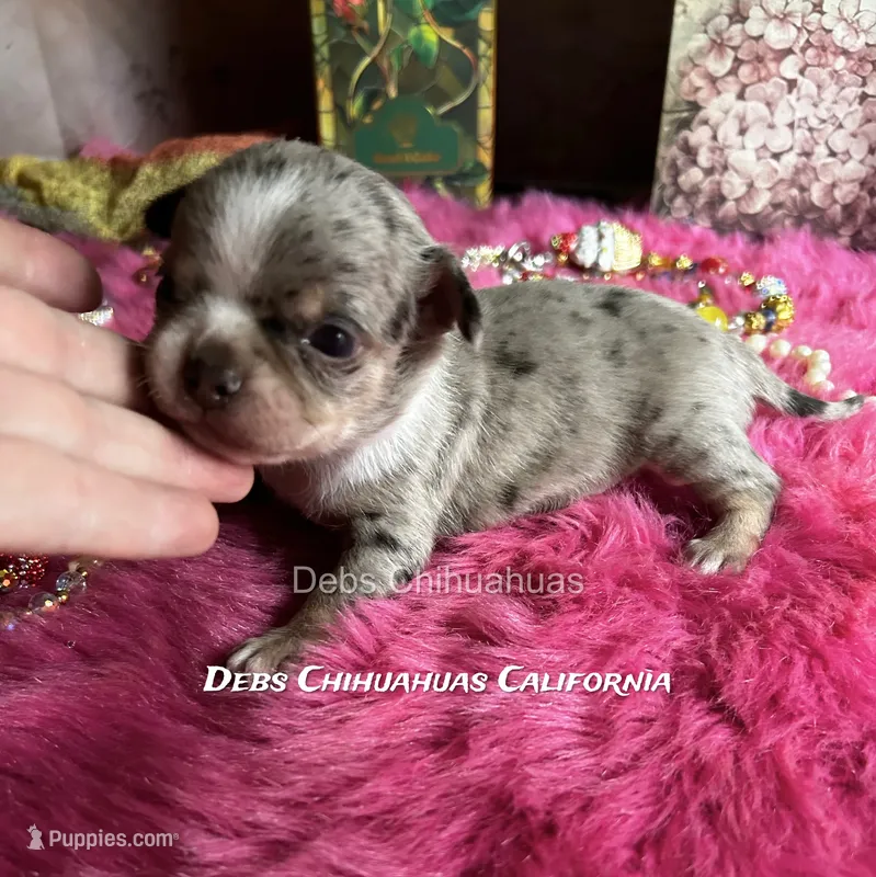Rolex - Parents & past sibling pix – Chihuahua puppy for sale in Tracy, CA