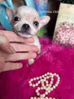 Tiny STUART , a male Chihuahua for sale in Tracy, CA – 2 of 4