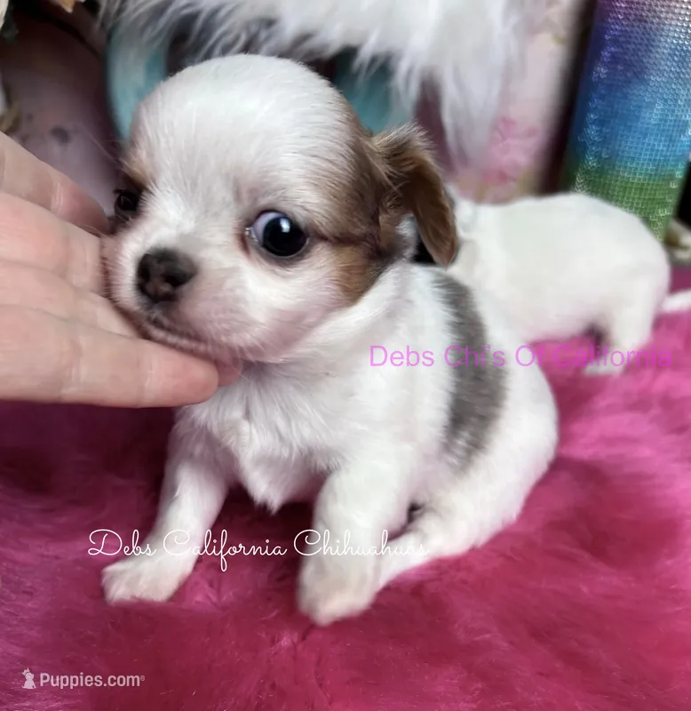 Little PARIS  – Chihuahua puppy for sale in Tracy, CA