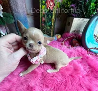 Little TINKERBELL, a female Chihuahua for sale in Tracy, CA – 3 of 5