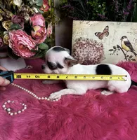 5 month old INKBLOT, a male Chihuahua for sale in Tracy, CA – 5 of 6