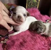 Casper -Price Incl Nanny Delivery , a  Chihuahua for sale in Tracy, CA – 3 of 3