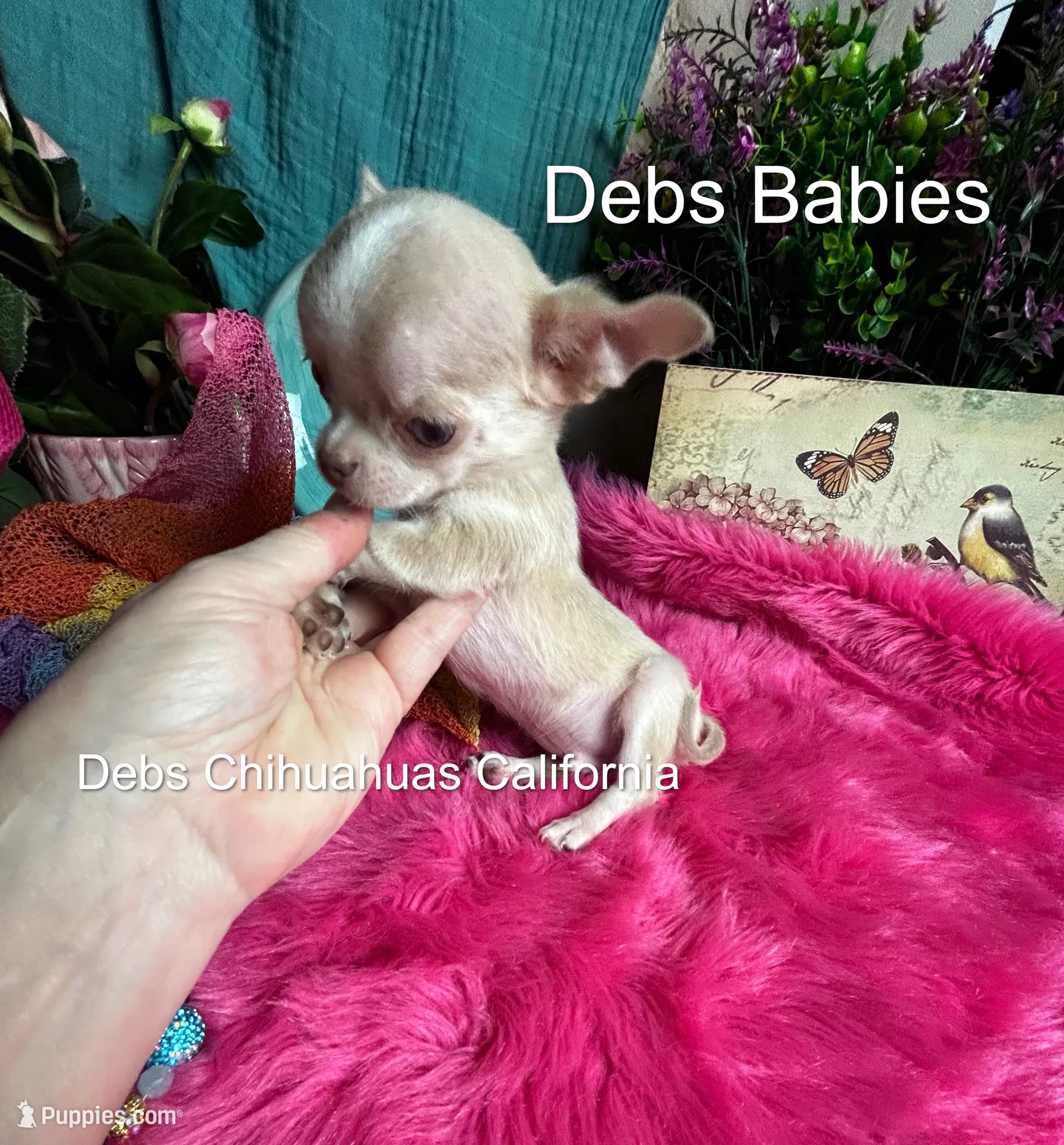Tiny SPARROW – Chihuahua Puppy for Sale in Tracy, CA | Puppies.com