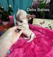 Teensy SPARROW , a male Chihuahua for sale in Tracy, CA – 5 of 5