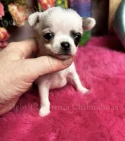 Unique Runt ZORRO , a female Chihuahua for sale in Tracy, CA – 2 of 5