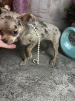 Sarah -Regular  toy size , a female Chihuahua for sale in Tracy, CA – 2 of 5