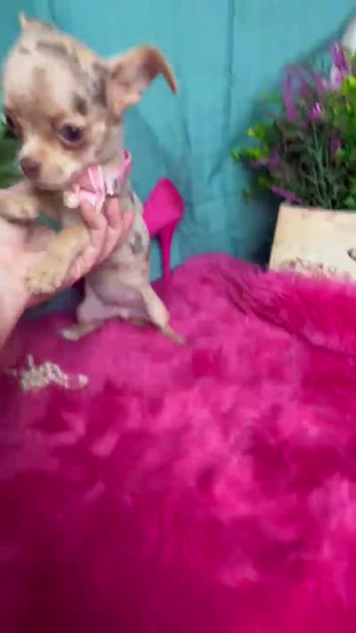 SARAH   See 3 Videos, a female Chihuahua for sale in Tracy, CA – 7 of 8
