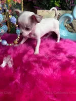 DEB’S California Chis  Little CASPER- 3 Videos! , a male Chihuahua for sale in Tracy, CA – 7 of 10