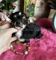 Little CITY GIRL , a female Chihuahua for sale in Tracy, CA – 5 of 5