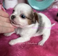 Little PARIS , a female Chihuahua for sale in Tracy, CA – 2 of 3