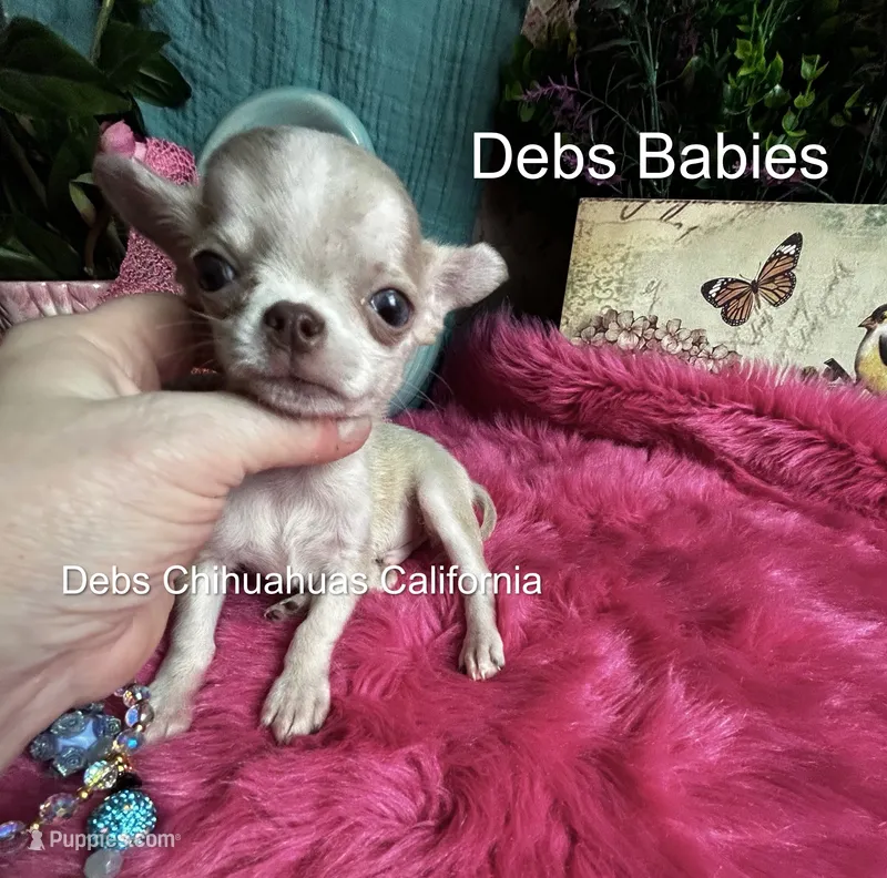 Teensy SPARROW  – Chihuahua puppy for sale in Tracy, CA