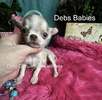 Teensy SPARROW , a male Chihuahua for sale in Tracy, CA – 2 of 5