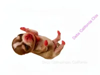 Tiny SIMBA , a male Chihuahua for sale in Tracy, CA – 1 of 3