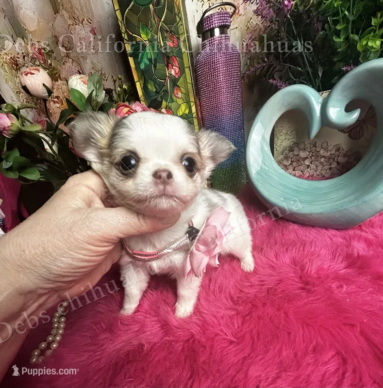 Extraordinary  BEAUTY – Chihuahua puppy for sale in Tracy, CA