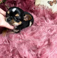 Little CITY GIRL , a female Chihuahua for sale in Tracy, CA – 2 of 2
