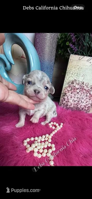 Tiny STERLING – Chihuahua puppy for sale in Tracy, CA