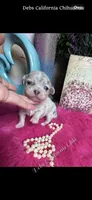 Deb’s CA PICASSO , a male Chihuahua for sale in Tracy, CA – 1 of 3