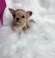 Little  PIKACHU, a male Chihuahua for sale in Tracy, CA – 5 of 6