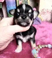 Deb’s California  LC Tiny PEPE LE PEW, a male Chihuahua for sale in Tracy, CA – 5 of 5