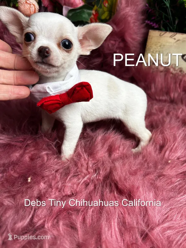 Little PEANUT See Video – Chihuahua puppy for sale in Tracy, CA