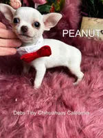 Little PEANUT See Video, a male Chihuahua for sale in Tracy, CA – 1 of 5