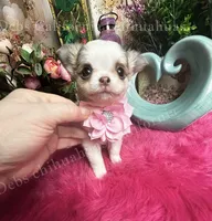 Stunning BEAUTY, a female Chihuahua for sale in Tracy, CA – 7 of 7