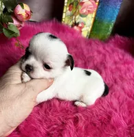Tiny PANDA See video, a female Chihuahua for sale in Tracy, CA – 2 of 4