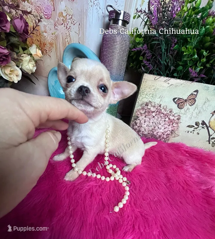 Tiny STUART  – Chihuahua puppy for sale in Tracy, CA
