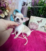 Tiny STUART , a male Chihuahua for sale in Tracy, CA – 1 of 4