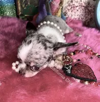 DEBS CALIF CHIS tint  DISCO - Videos!, a male Chihuahua for sale in Tracy, CA – 6 of 8