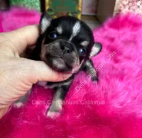 Debs Calif Chi’s Tiny PEPE LE PEW, a male Chihuahua for sale in Tracy, CA – 3 of 4