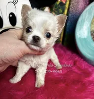 Dollface ELF, a male Chihuahua for sale in Tracy, CA – Photo 1 of 3