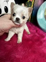 ELF, a male Chihuahua for sale in Tracy, CA – Photo 2 of 4